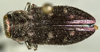 Media type: image;   Entomology 24443 Aspect: habitus dorsal view
